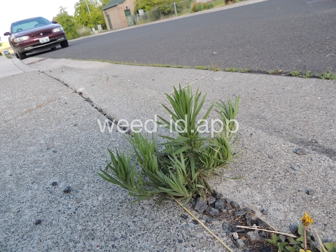 tarweed, cluster